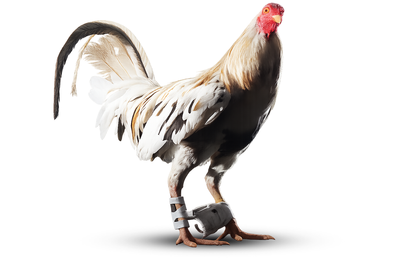 Cockxing gamefowl